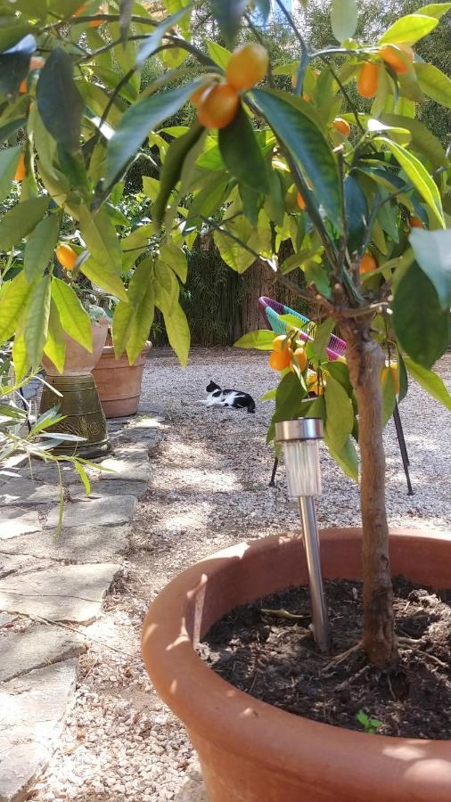 Hotel Le Victoria Draguignan Dış mekan fotoğraf